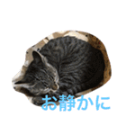 Ally the cat .2（個別スタンプ：15）