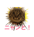 Ally the cat .2（個別スタンプ：17）