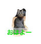 Ally the cat .2（個別スタンプ：18）