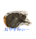 Ally the cat .2（個別スタンプ：19）