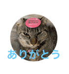 Ally the cat .2（個別スタンプ：20）