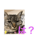 Ally the cat .2（個別スタンプ：21）