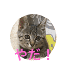 Ally the cat .2（個別スタンプ：22）