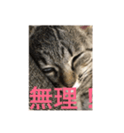 Ally the cat .2（個別スタンプ：23）
