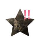 Ally the cat .2（個別スタンプ：24）