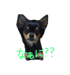 ハッピーチワワ（個別スタンプ：3）