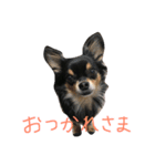 ハッピーチワワ（個別スタンプ：6）