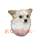ハッピーチワワ（個別スタンプ：10）