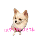 ハッピーチワワ（個別スタンプ：11）