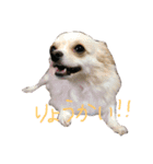 ハッピーチワワ（個別スタンプ：12）