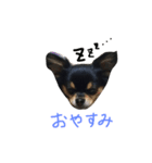 ハッピーチワワ（個別スタンプ：13）
