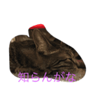 NYANKOboo（個別スタンプ：5）