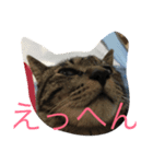 NYANKOboo（個別スタンプ：6）