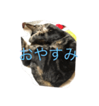 NYANKOboo（個別スタンプ：7）