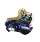 NYANKOboo（個別スタンプ：8）