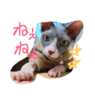 スフィンクスの小桃ちゃん（個別スタンプ：2）