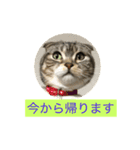 ネコぽこ2.1（個別スタンプ：1）