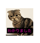 ネコぽこ2.1（個別スタンプ：2）