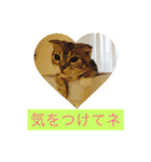 ネコぽこ2.1（個別スタンプ：3）