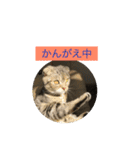 ネコぽこ2.1（個別スタンプ：4）