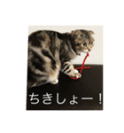ネコぽこ2.1（個別スタンプ：5）