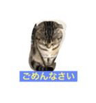 ネコぽこ2.1（個別スタンプ：7）