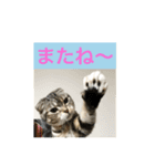 ネコぽこ2.1（個別スタンプ：9）