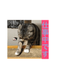 ネコぽこ2.1（個別スタンプ：10）