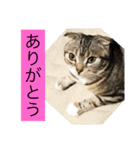 ネコぽこ2.1（個別スタンプ：12）