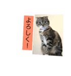 ネコぽこ2.1（個別スタンプ：13）