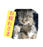 ネコぽこ2.1（個別スタンプ：14）