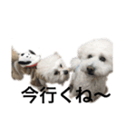 dog POKO Friend（個別スタンプ：1）