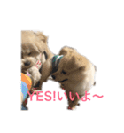 dog POKO Friend（個別スタンプ：4）
