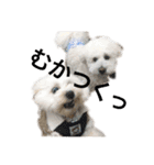 dog POKO Friend（個別スタンプ：5）