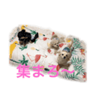 dog POKO Friend（個別スタンプ：6）