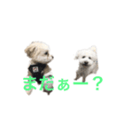 dog POKO Friend（個別スタンプ：7）