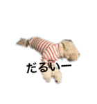 dog POKO Friend（個別スタンプ：8）