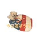 dog POKO Friend（個別スタンプ：9）