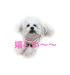 dog POKO Friend（個別スタンプ：10）