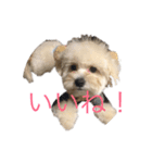 dog POKO Friend（個別スタンプ：11）