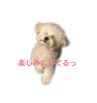 dog POKO Friend（個別スタンプ：12）