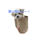 dog POKO Friend（個別スタンプ：13）