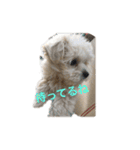 dog POKO Friend（個別スタンプ：14）
