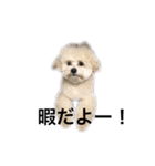 dog POKO Friend（個別スタンプ：15）