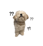 dog POKO Friend（個別スタンプ：16）