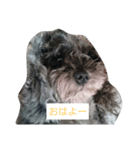 ShimaRiku2（個別スタンプ：3）