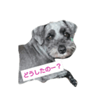 ShimaRiku2（個別スタンプ：7）