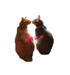 coo＆moca2（個別スタンプ：11）