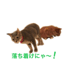 coo＆moca2（個別スタンプ：15）
