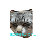 はくとラテ（個別スタンプ：2）